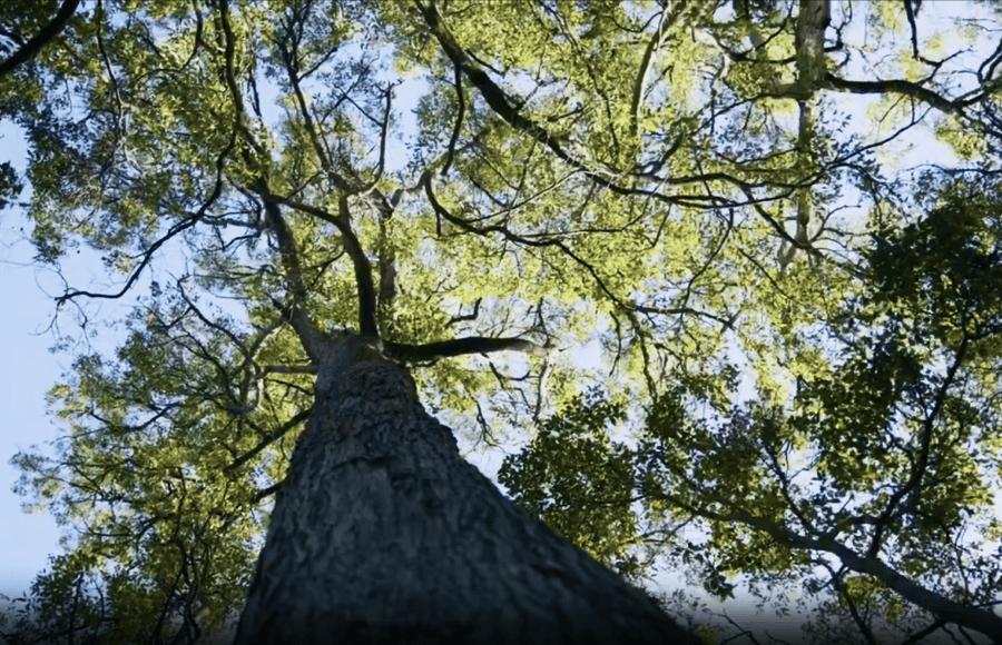 ancient forests image